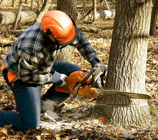 Tree Removal in Elkhart, TX